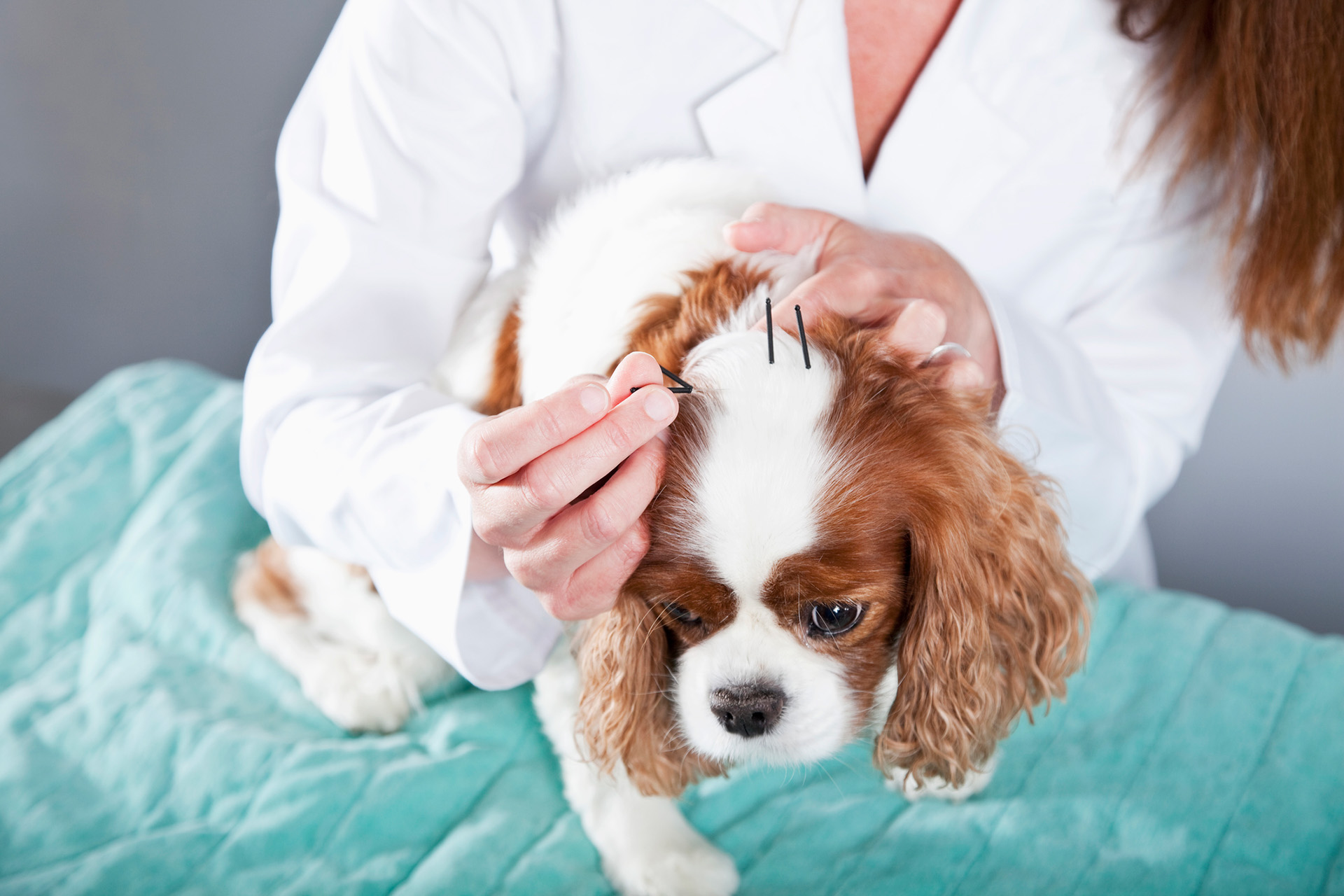 Terapia de Acupuntura para el Bienestar Integral Animal