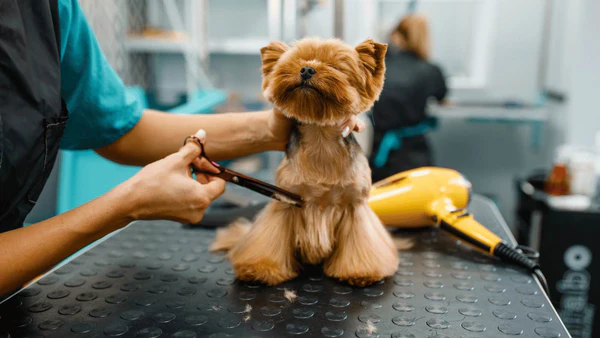 Grooming Profesional para el Cuidado Estético de tu Mascota