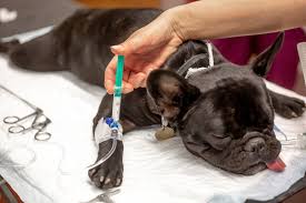 Revisiones generales y especializadas para tu mascota.