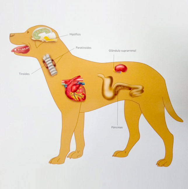 Endocrinología para Trastornos Hormonales en Animales Domésticos